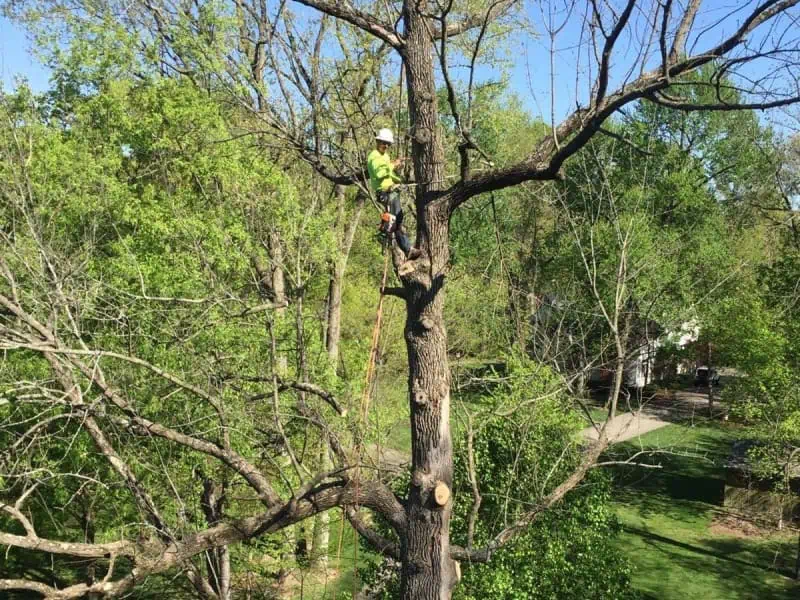 Tree trimming and removal service in Indianapolis IN with full cleanup