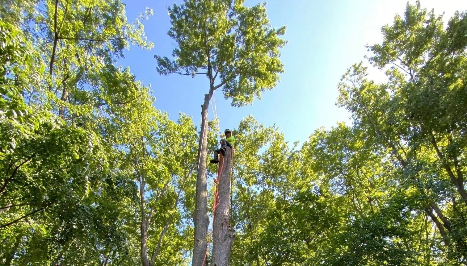 Tree trimming service in Indianapolis IN with full cleanup