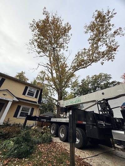 large sycamore tree removal with crane near house in Indianapolis
