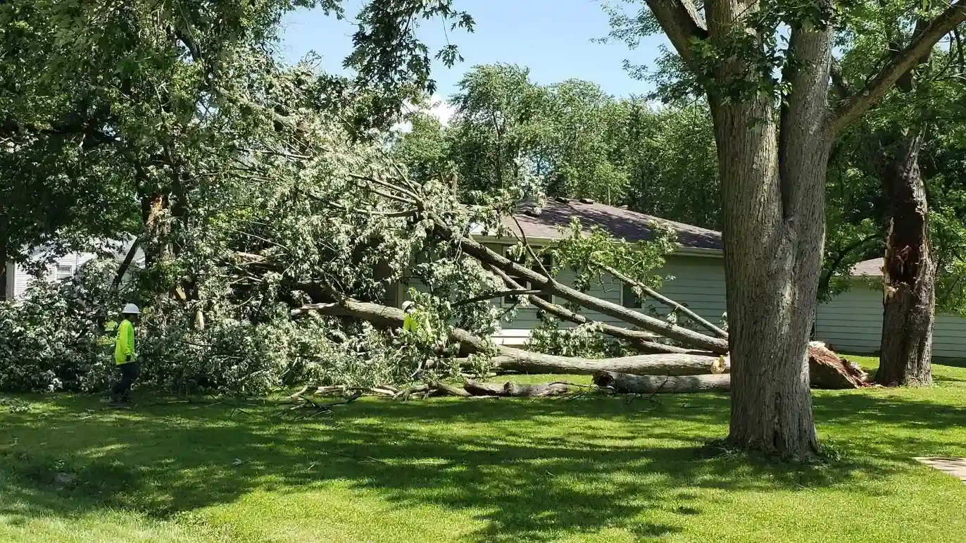 Large tree removal in Indianapolis IN backyard with full cleanup