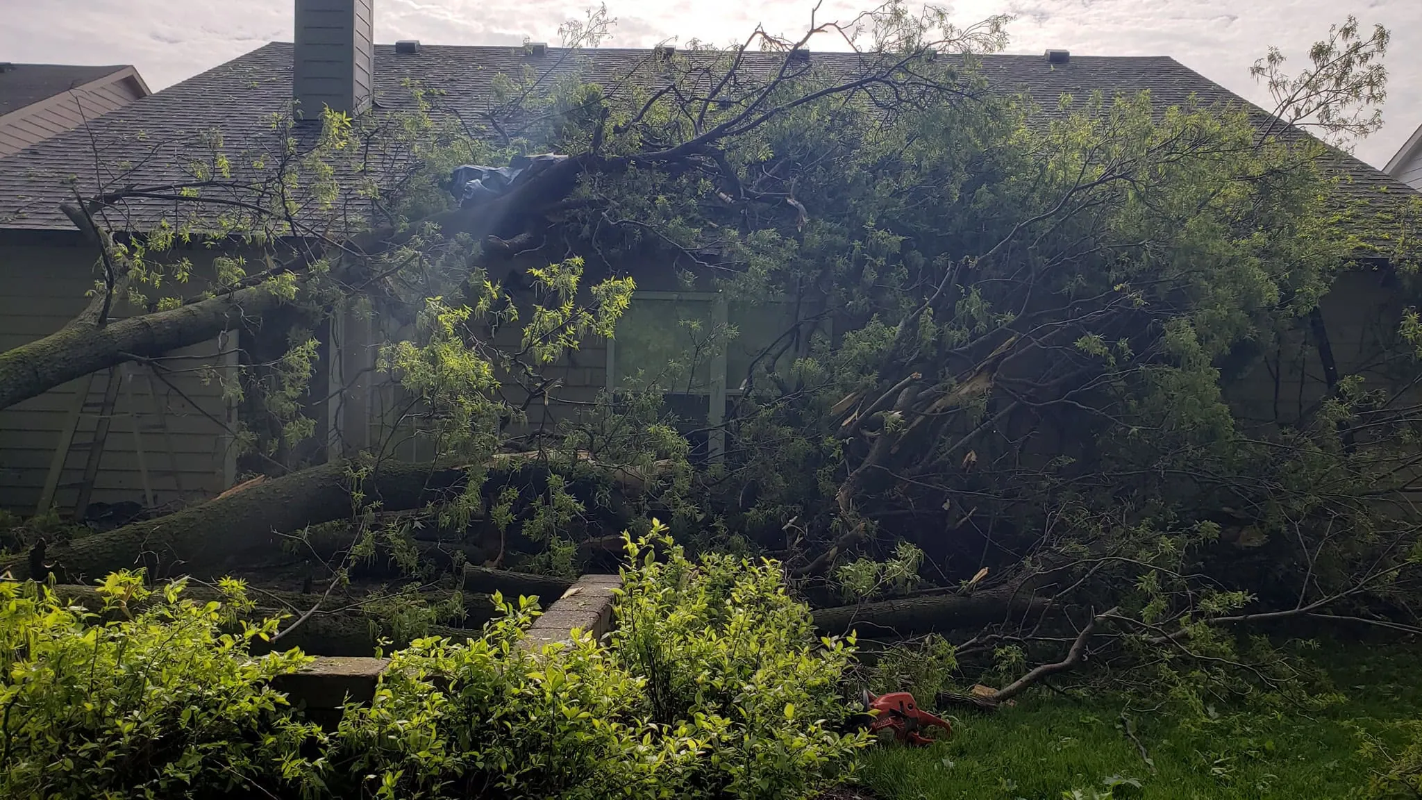 Introduction Every big storm around Indianapolis leaves behind the same weird scene the next morning. One house has a massive oak laid across the backyard fence. Two doors down, another tree just as big barely dropped a twig. Same wind. Same rain. Completely different outcome. People notice that stuff. Especially after those heavy Indiana spring storms where the sky turns green for twenty minutes and everybody suddenly starts checking weather radar like they work for Channel 13. At ASAP Tree and Crane Service, storm calls come in from all over the Indianapolis area after weather rolls through. Carmel, Fishers, Geist, Lawrence, Greenfield. Sometimes the tree that failed was obviously struggling beforehand. Other times homeowners are genuinely shocked because the tree looked healthy literally the day before. Truth is, trees can hide problems for years. Storms just expose them faster. A Lot of Storm Damage Actually Starts Underground Most homeowners look upward when they think about tree danger. Broken limbs. Heavy branches. Dead tops. But root systems are usually where the real story begins. Indianapolis gets long stretches where the ground stays soaked in spring. Then summer storms pile on top of already saturated soil. Big mature trees start losing stability underneath before anything dramatic shows up above ground. You see this pretty often around older neighborhoods in Carmel and Geist where giant maples and oaks have been standing for decades. The trees look solid because the canopy is still full, but years of soil compaction, construction, or root stress slowly weaken support underground. Then one storm finally pushes things too far. Sometimes the whole root plate lifts right out of the ground like a giant hinge. Healthy-Looking Trees Fail More Than People Think This surprises homeowners constantly. A tree does not need to look dead to become dangerous. Some of the worst storm failures happen with trees that still leaf out normally every spring. They still throw shade. Still look green from the road. Meanwhile decay has been spreading internally for years where nobody can see it. After storms, crews sometimes cut through trunks and find the center almost completely hollow. From the outside though? Looked perfectly fine. That is why large cracks, fungus near the base, or sudden leaning matter more than people realize. Trees are not always good at showing distress early. Sometimes they just fail all at once. Wind Hits Certain Yards Harder Than Others This is something people around Indianapolis neighborhoods notice after enough storm seasons. Certain properties seem to get hammered repeatedly while nearby streets barely lose branches. Part of that comes down to wind exposure. Open lots near Geist or newer developments around Westfield often leave mature trees more exposed than older wooded neighborhoods where trees protect each other somewhat naturally. Once surrounding trees get removed during development, the remaining trees suddenly take wind from angles they never dealt with before. That adjustment period can be rough. Especially for older trees with dense canopies. Indiana Ice Changes Everything Too People focus heavily on thunderstorms, but honestly, ice storms do their own kind of damage around here. Heavy ice settles unevenly across limbs, especially on trees already carrying weak branch unions or old storm wounds. One side loads up with weight while the rest of the tree twists against it. That pressure builds quietly. Then around 2 a.m. somebody hears what sounds like a gunshot outside and realizes half the tree just split into the driveway. Crews at ASAP Tree and Crane Service deal with a lot of that after winter storms around Fishers and Noblesville. Sometimes homeowners do not even realize the tree became unstable until temperatures warm up and the damaged limbs start shifting days later. Overgrown Trees Catch More Wind Than People Realize Tree trimming gets postponed constantly because life gets busy. Totally understandable. But once branches become overcrowded, trees start acting almost like giant sails during storms. Dense canopies catch far more wind pressure than properly maintained trees with balanced spacing. That does not mean trimming makes trees storm-proof. Nothing does that completely. Still, reducing deadwood and thinning overloaded limbs gives storms less surface area to push against. It also helps distribute weight more evenly throughout the canopy. A lot of emergency storm cleanup calls around Indianapolis involve branches that were already hanging too far over roofs or driveways before weather ever showed up. Storms just speed up what was probably going to happen eventually anyway. Crane Work Usually Means the Situation Got Complicated Not every storm removal needs heavy equipment. But once large trees land across homes, garages, fences, or tight residential spaces, things change quickly. That is where specialized crane work becomes important. ASAP Tree and Crane Service uses a 40-ton crane for complicated removals around Indianapolis because sometimes there is simply no safe way to dismantle a tree manually without risking more damage. Especially in tighter neighborhoods where there is no clean drop zone left underneath the tree. Homeowners are usually surprised how controlled crane removals look once everything gets going. Large sections get lifted slowly over roofs or landscaping piece by piece instead of crashing downward. Still nerve-wracking to watch sometimes though, honestly. Some Trees Give Warning Signs Before Storms Hit Not always. But pretty often. Things homeowners should pay attention to: fresh leaning exposed roots cracks in major limbs mushrooms near the base branches dropping without storms hollow sounds inside the trunk dead upper canopy sections One thing people around Indianapolis tend to ignore too long is repeated limb drop during calm weather. Healthy trees generally do not keep shedding heavy branches randomly. Usually the tree is trying to tell you something changed structurally. Storm Cleanup Is About More Than Just Cutting Trees After major storms, homeowners are stressed already. Fences are damaged. Roofs are leaking. Insurance adjusters are calling. Everybody is tired and trying to figure out where to even start cleaning things up. That is why cleanup matters almost as much as the removal itself. ASAP Tree and Crane Service handles storm debris cleanup throughout Indianapolis and surrounding communities because leaving piles of broken limbs and wood scattered everywhere just adds another layer of frustration for homeowners already dealing with enough. The goal is getting the property safe again first. Then helping it feel normal again afterward. Frequently Asked Questions Q1: Why do healthy trees sometimes fall during storms? Some trees hide internal decay or root problems for years before storms expose the weakness. ASAP Tree and Crane Service handles storm-damaged tree removals throughout Indianapolis and surrounding Indiana communities. Q2: Can tree trimming help reduce storm damage? Proper trimming can reduce excess canopy weight and remove weak limbs before storms arrive. ASAP Tree and Crane Service provides professional tree trimming throughout Carmel, Fishers, and the Greater Indianapolis area. Q3: What should I do if a tree starts leaning after a storm? Avoid getting close to it and have it inspected quickly. Leaning trees may continue shifting even after storms pass. ASAP Tree and Crane Service offers emergency response throughout Indianapolis 24/7. Q4: When is a crane needed for tree removal? Crane work is often needed when large trees fall near homes, garages, or tight residential spaces. ASAP Tree and Crane Service uses a 40-ton crane for complex removals across the Indianapolis area. Q5: Do storm-damaged trees always need removal? Not always. Some trees can still be stabilized or pruned depending on the damage. ASAP Tree and Crane Service performs professional tree assessments throughout Marion County and surrounding communities. ASAP Tree and Crane Service Is Ready When Indiana Weather Turns Rough Storms move fast around Indianapolis. Sometimes faster than homeowners expect. One rough night of wind and saturated ground can change a tree that looked completely stable a day earlier. That is why having experienced help nearby matters once storms roll through Carmel, Fishers, Geist, Greenfield, Lawrence, and surrounding areas. ASAP Tree and Crane Service has been serving the Indianapolis community since 2007 with emergency storm cleanup, tree removal, trimming, crane-assisted removals, and 24/7 response when dangerous situations show up unexpectedly. If a tree on your property suddenly looks different after a storm, it is probably worth getting checked before the next round of weather moves through. Better call Saul at (317) 755-6590 for your free estimate.