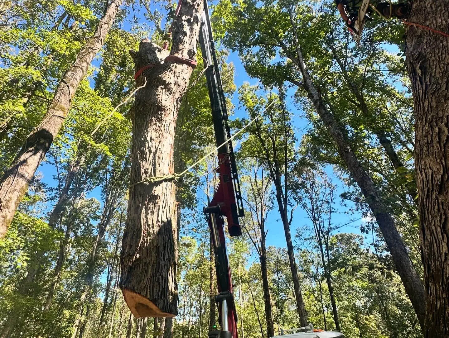 Tree removal in Indianapolis IN with professional crew and equipment