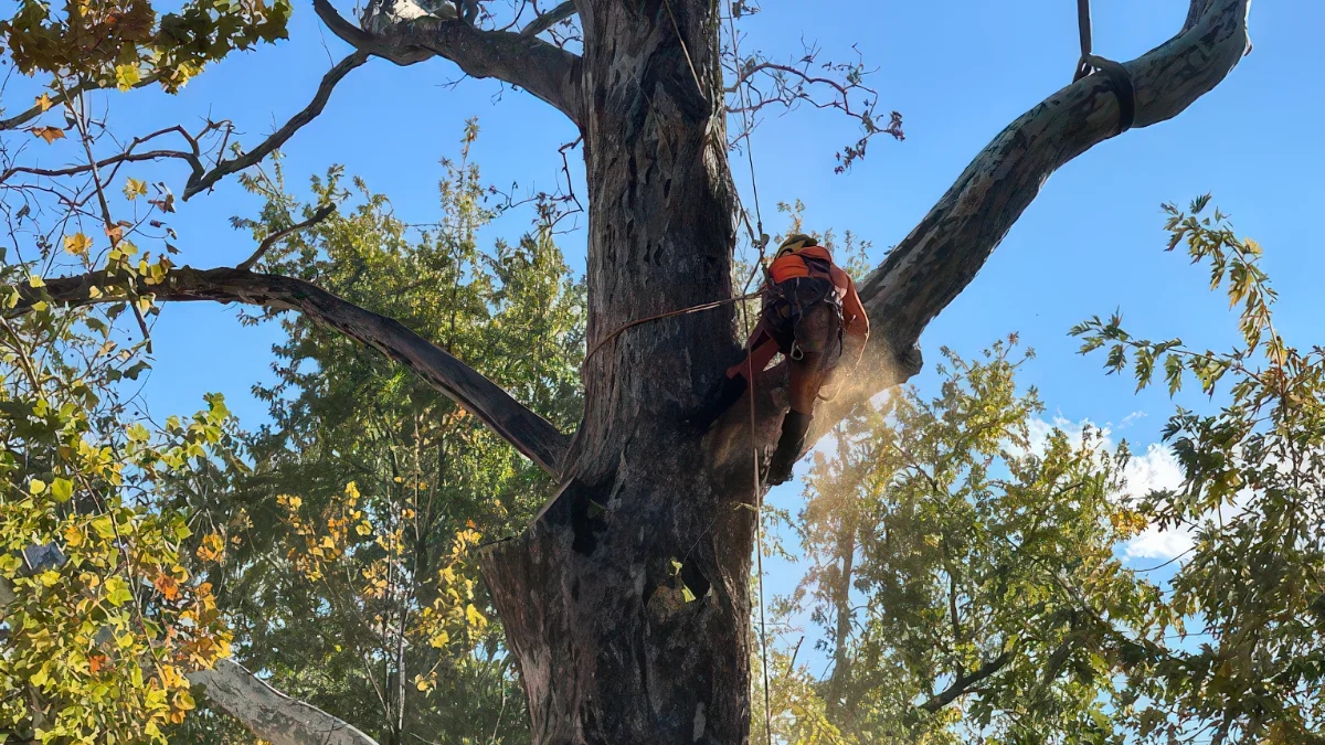 ASAP Tree and Crane Service arborist providing professional tree care in Indianapolis Indiana