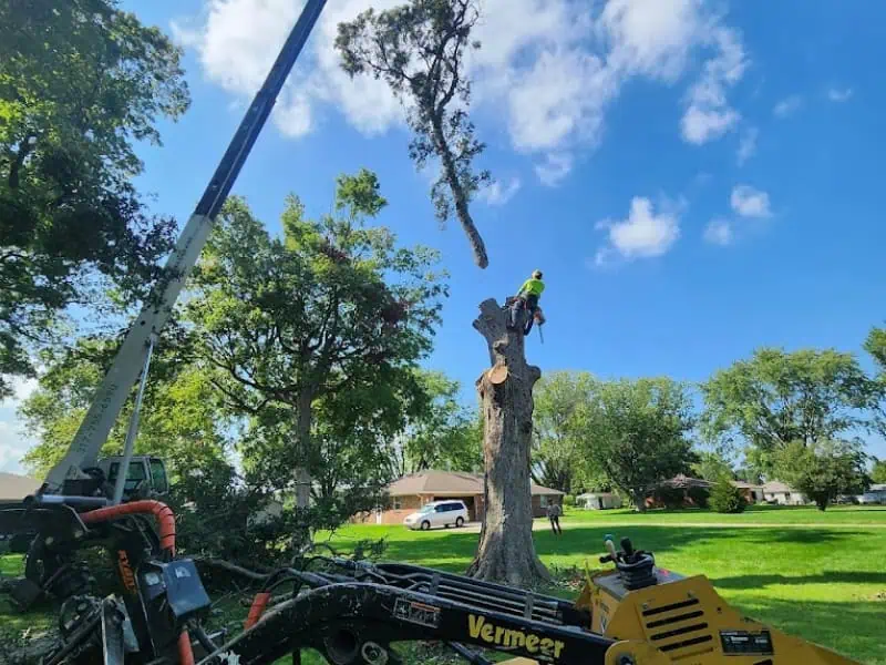 Efficient tree removal in Indianapolis IN with professional equipment