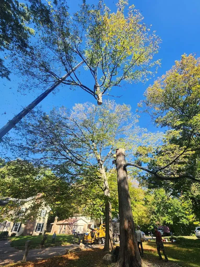 Tree removal in Indianapolis IN with pristine cleanup