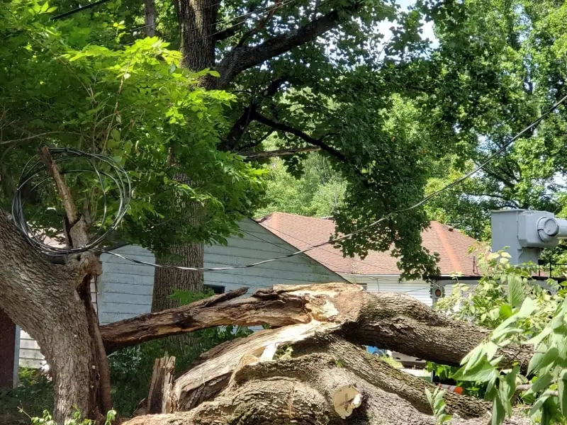 Tree Removal in Westfield, IN | ASAP Tree
